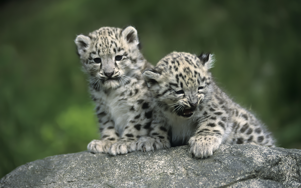 Schneeleopard Weibchen gebären ein bis vier Junge pro Wurf. 