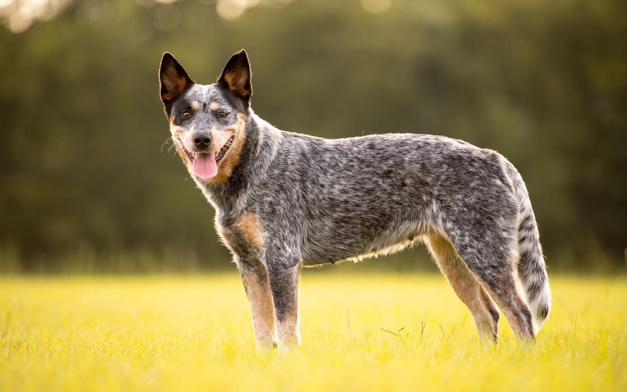 Das blau- oder rot gesprenkelte Fell, das erst nach dem Welpenalter richtig sichtbar wird, ist das markanteste Merkmal des Australian Cattle Dogs.