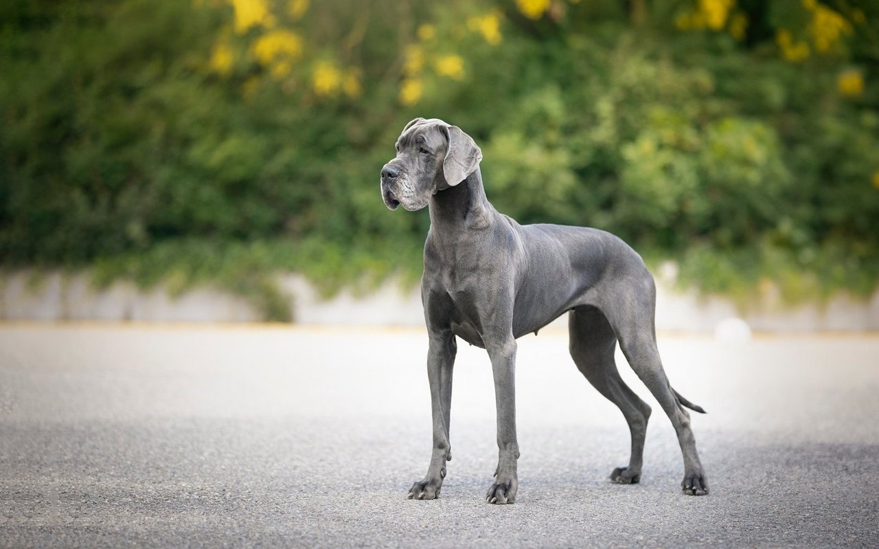 Die Deutsche Dogge ist ein sehr grosser, muskulöser Hund mit elegantem Körperbau, kurzem Fell und einem ausdrucksstarken, oft sanften Blick.