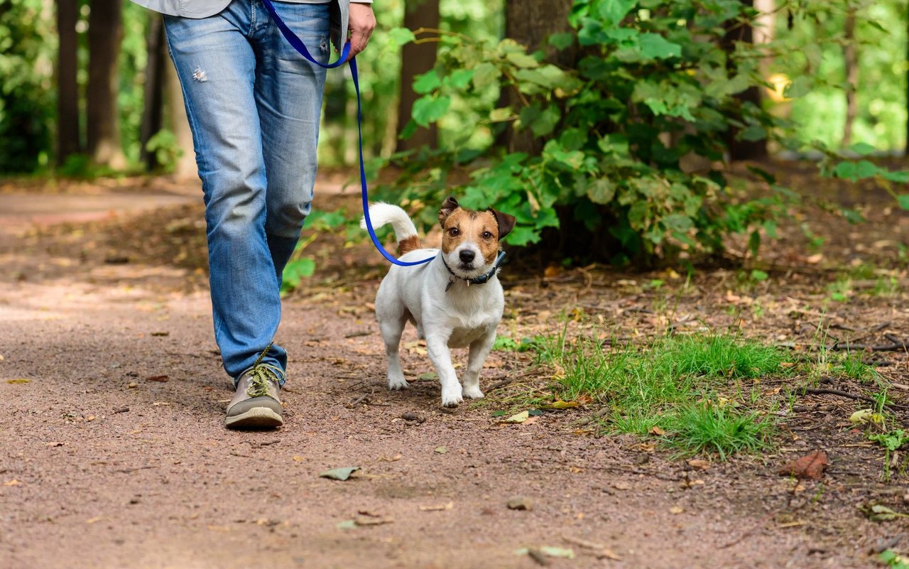Um die Waldbewohner zu schützen, gehört der Hund in der Brut- und Setzzeit an die Leine. 
