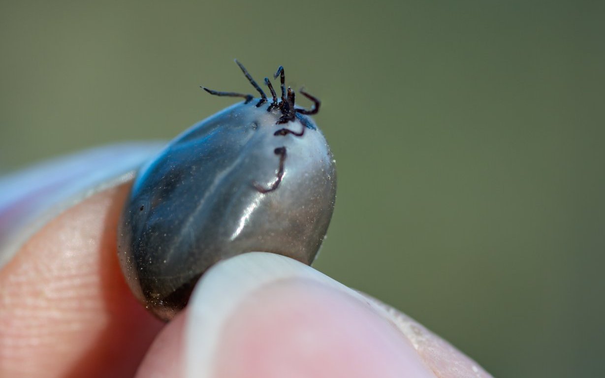 Auch bei diesem Exemplar sind die charakteristischen Streifen an den Beinen gut erkennbar.