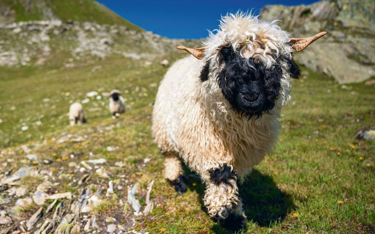«Ghornuti» sind sich karge Bergweiden gewöhnt. Satte Weiden oder Klee bekommen ihnen nicht immer gleich gut.