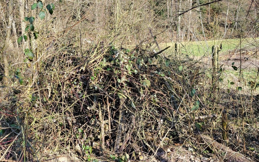 Das abgeschnittene Gehölz schichteten wir zu Asthaufen auf, die wiederum als Brutplätze für Wiesel und andere Wildtiere dienen sollten.