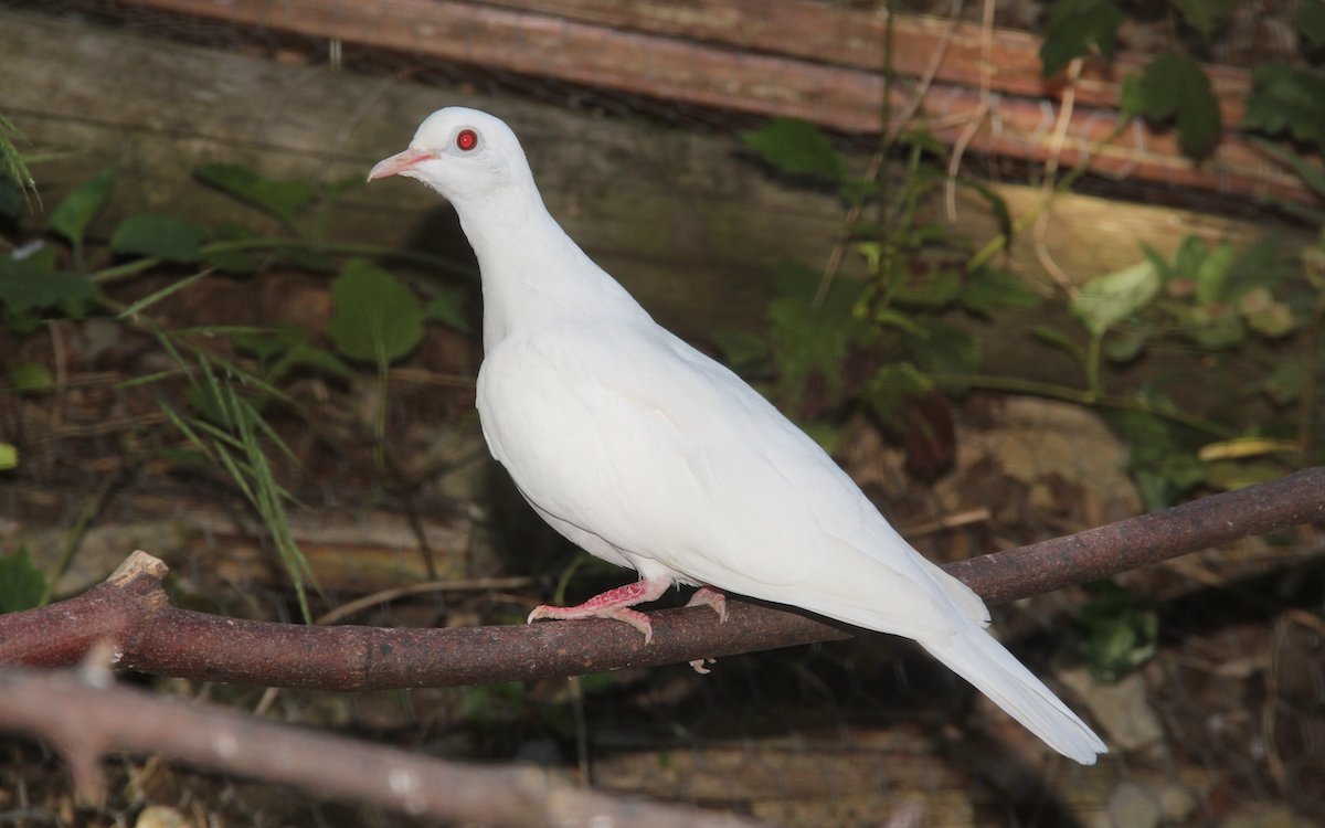 Weisse Mutationsform der Lachtaube. 