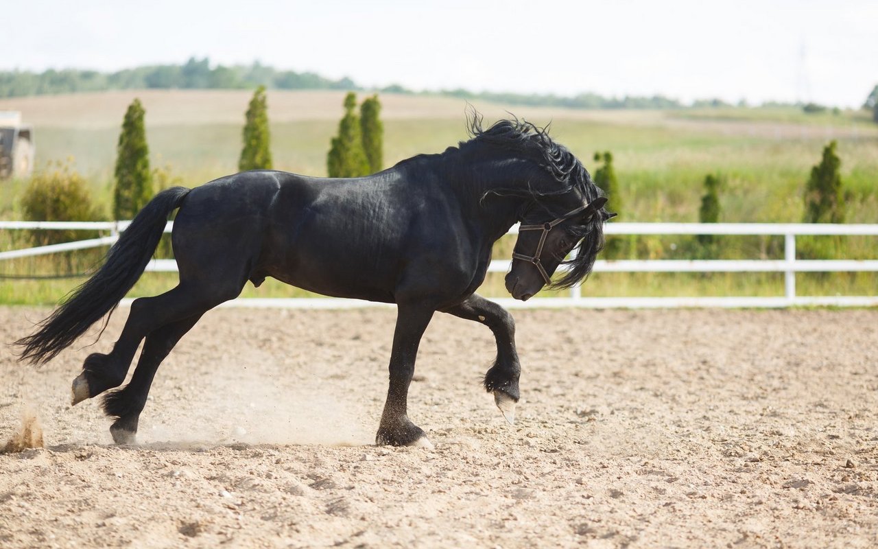 Der Galopp ist schwungvoll. Sie eignen sich für das Dressurvierreck. 