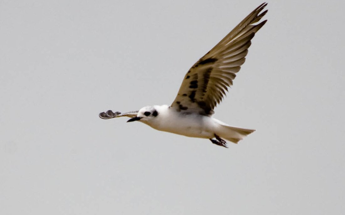 Weissflügelseeschwalbe