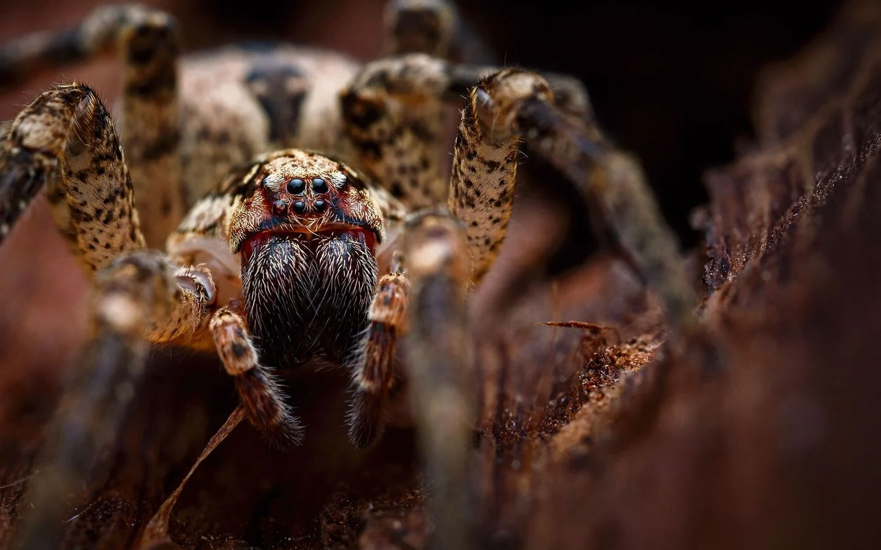 Giftige Tiere lösen Angst aus – und bergen zugleich enormes Potenzial für die Medizin.