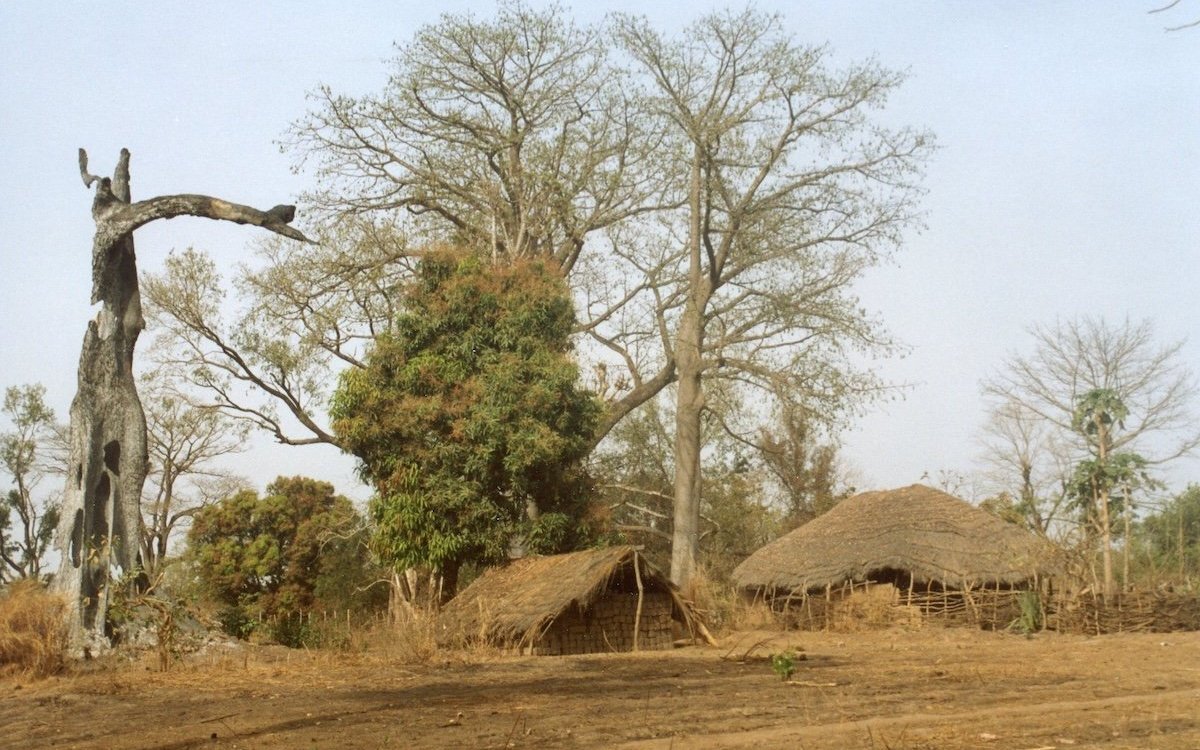 Das Dorf Sambasileti bei Bambadinca in Guinea-Bissau, wo Timneh-Graupapageien auch in der dortigen Trockensavanne lebten, jedoch heute kaum noch vorhanden sind. 