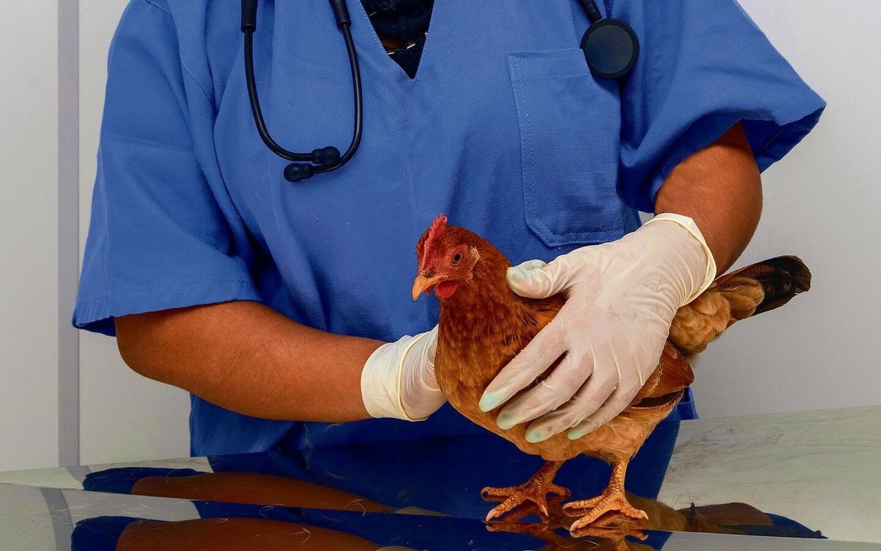 Legehybriden haben im Vergleich zu Rassehühnern mehr gesundheitliche Probleme.  