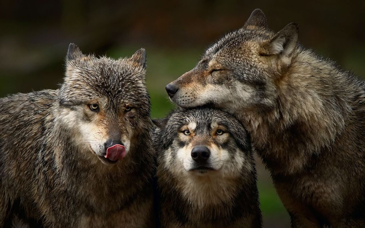 Es ist gut möglich, dass der Mensch und der Wolf wegen ihres ähnlichen Sozialverhaltens zueinander gefunden haben.