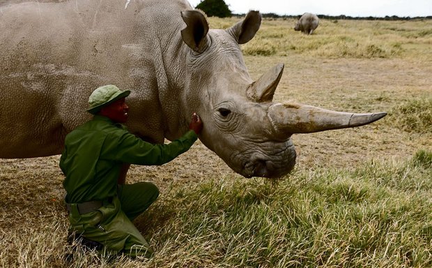 Najin ist im Zoo aufgewachsen und daher an Menschen gewöhnt.
