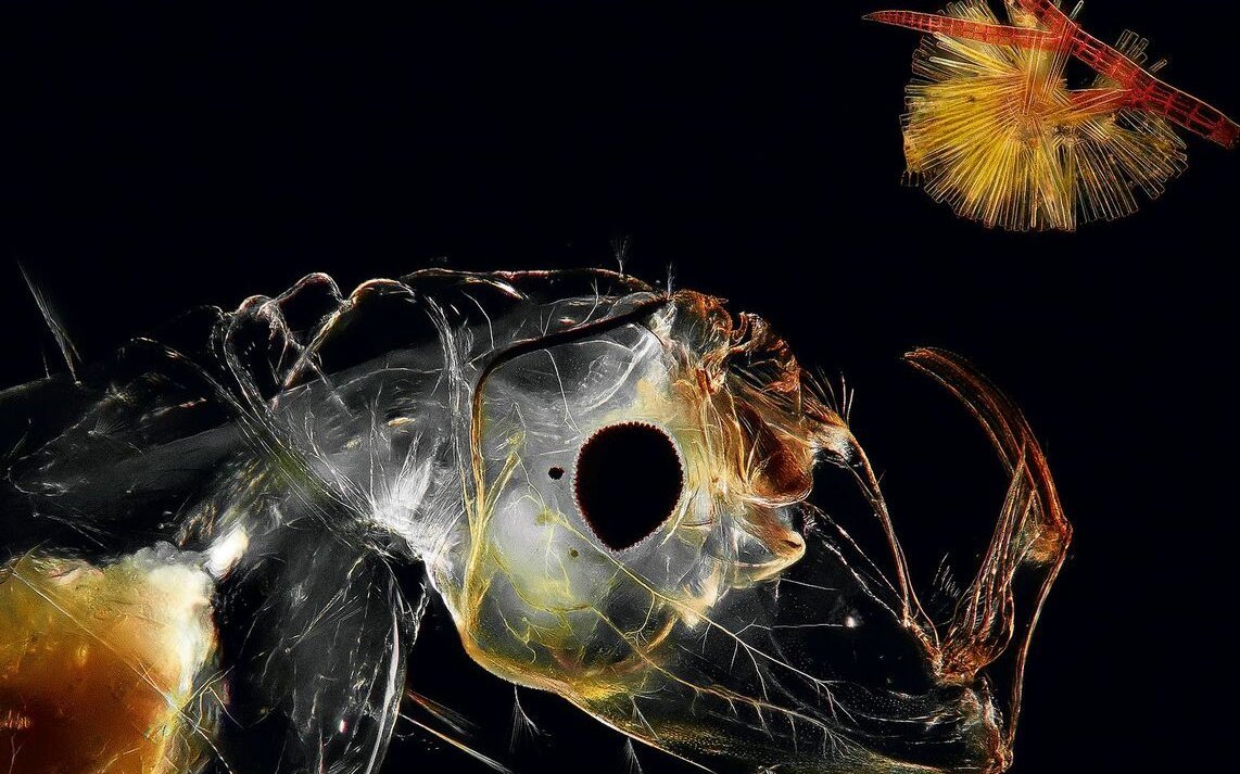 Porträt einer Büschelmückenlarve (Chaoborus sp.) und Koloniebildende Kieselalgen an einer Rotalge.