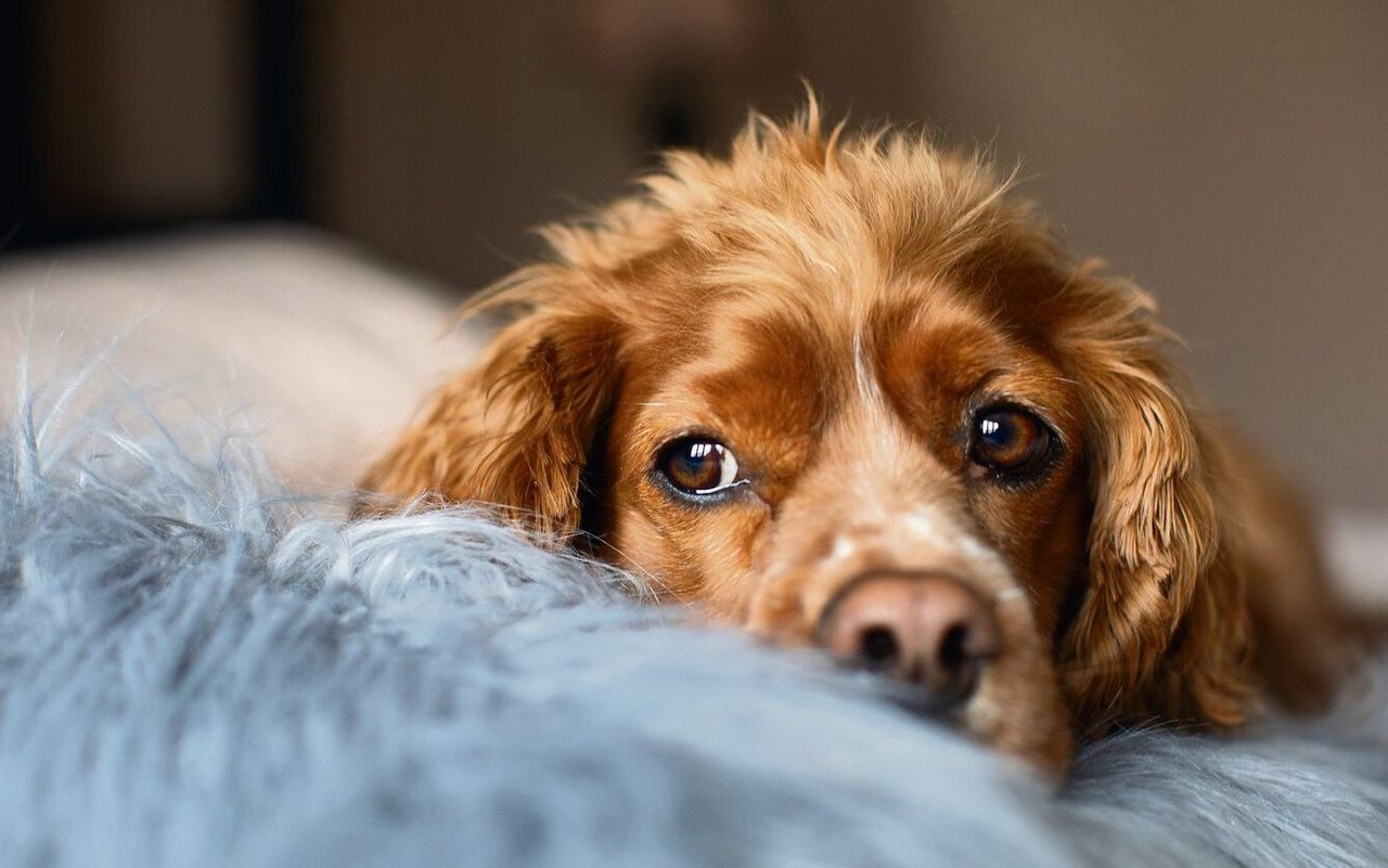 Scheinträchtigkeiten können sowohl für Hündinnen als auch für ihre Halter belastend sein.