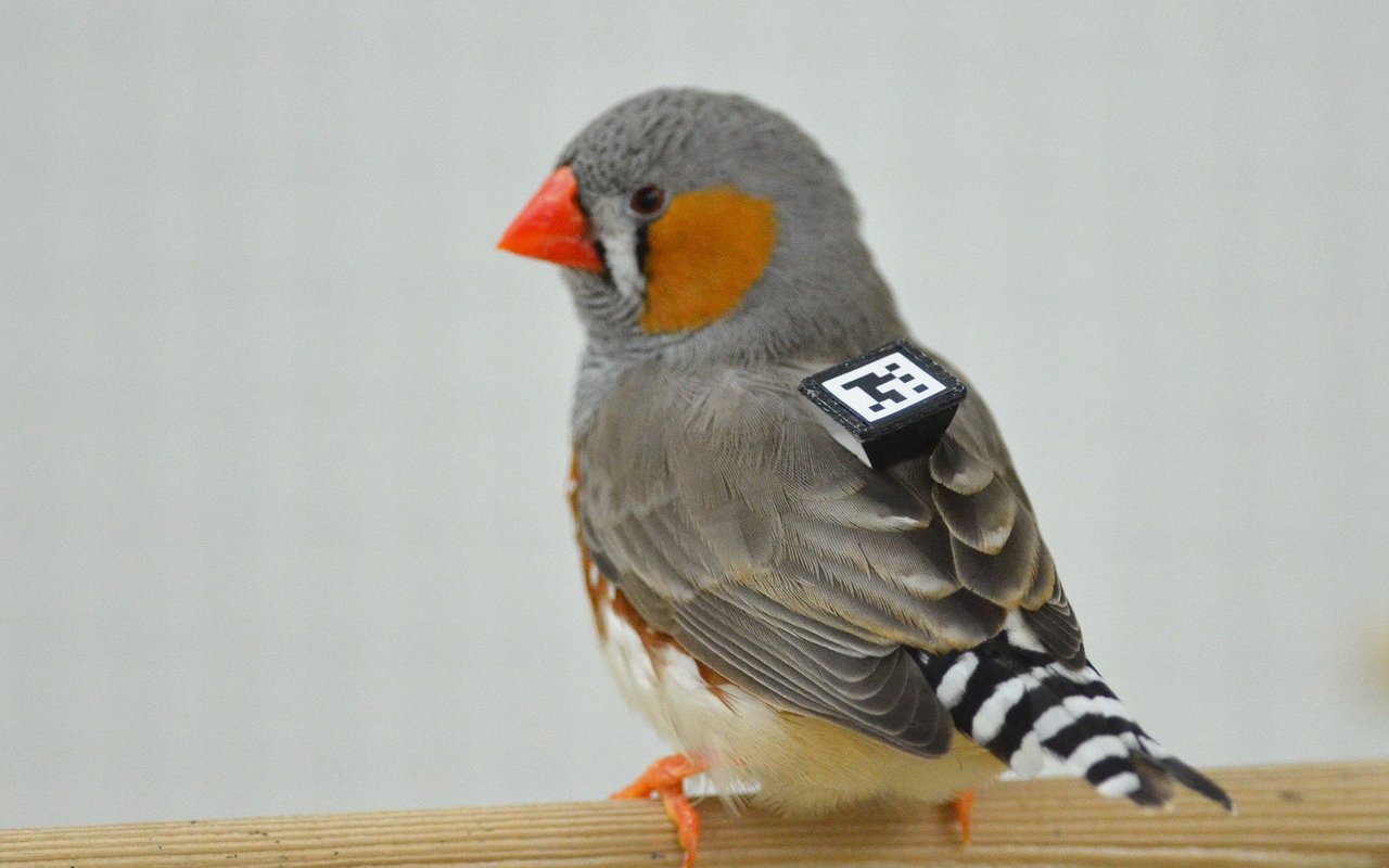 Mit einem kleinen Rucksack samt QR-Code lassen sich soziale Interaktionskarten erstellen. So stellten die Forschenden fest, dass Weibchen ihre Partner hauptsächlich anhand des Dialekts auswählen.