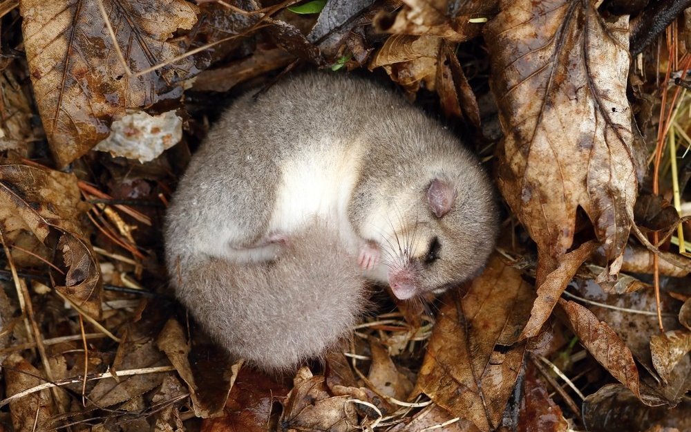 Der Siebenschläfer bekommt nichts mit von Schnee und Kälte. Er schläft.
