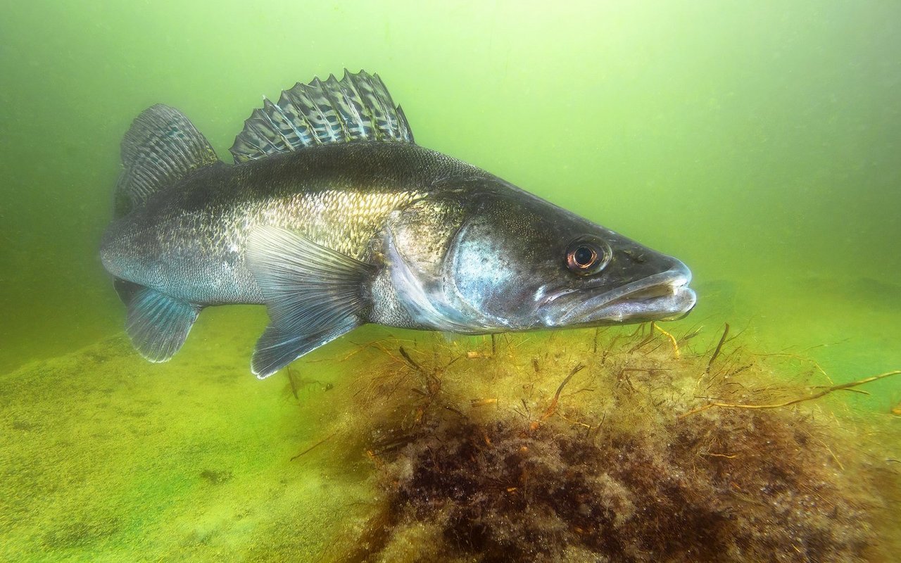 Ist erst seit rund 60 Jahren in der Schweiz heimisch: Der Zander wurde vom Schweizerischen Fischereiverband zum Fisch des Jahres 2025 gewählt.