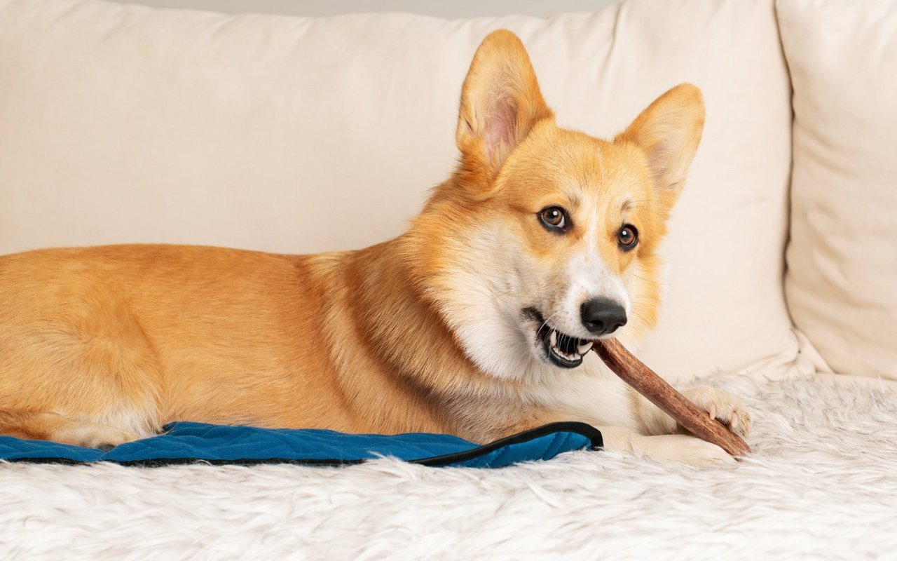 Dieser Hund kaut auf einem Kausnack – sie sind praktisch, müssen aber auf die Grösse des Hundes und die Stärke seines Gebisses angepasst sein. 