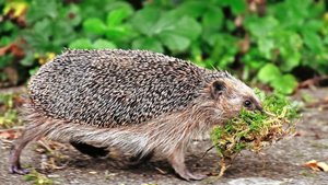 Igel