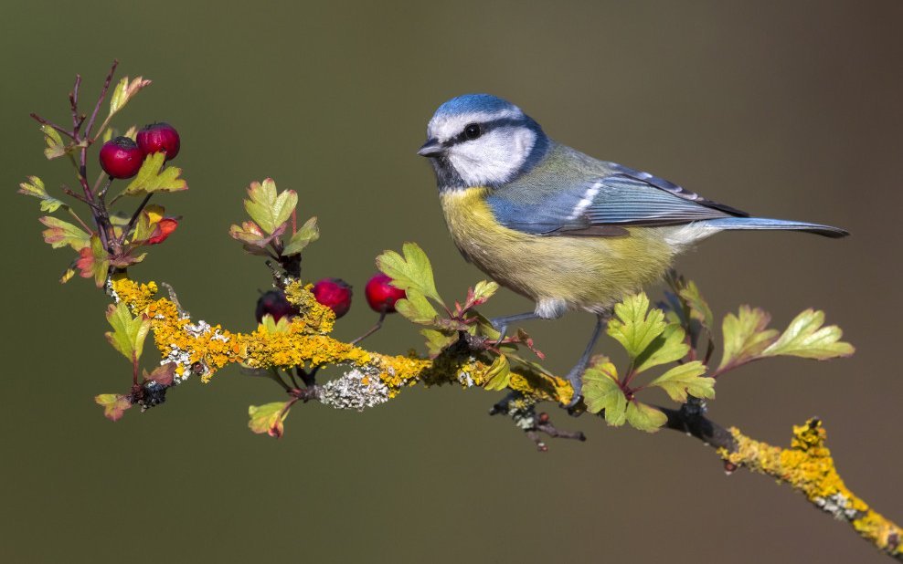 Blaumeisen mögen die Früchte und den Nektar vom Weissdom.