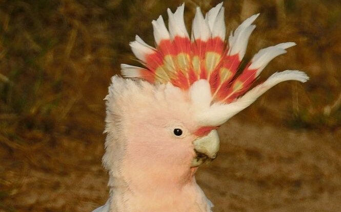 Der Inkakakadu stellt seine attraktive Federhaube. Er wurde südlich von Darwin an einem Wasserloch fotografiert. 