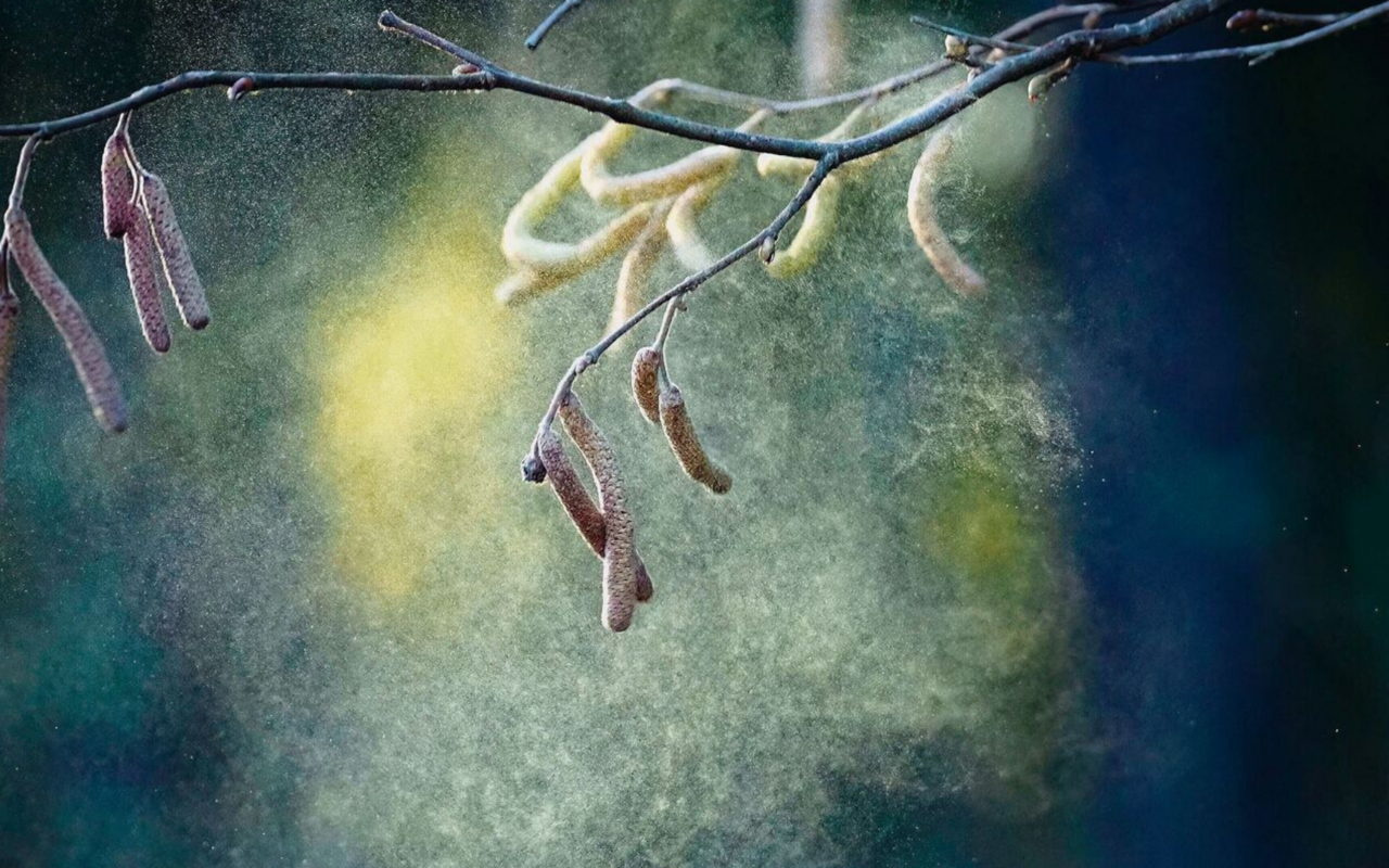 Der Pollen oder Blütenstaub ist die meist mehlartige Masse, die in den Staubblättern der Samenpflanzen gebildet wird. 