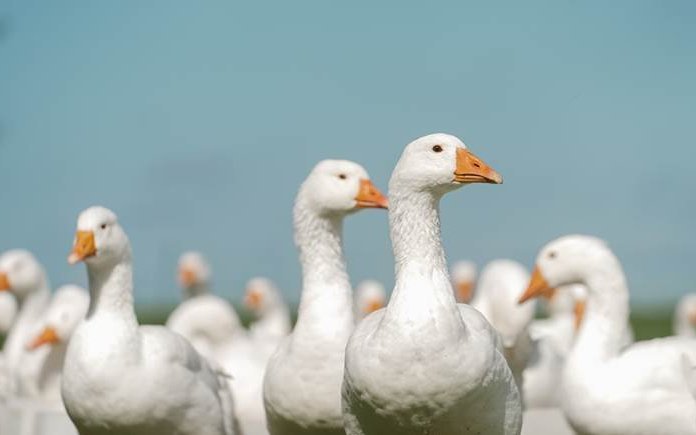 Gänse als Nutztiere zu halten ist in der Schweiz noch nicht sehr verbreitet. 