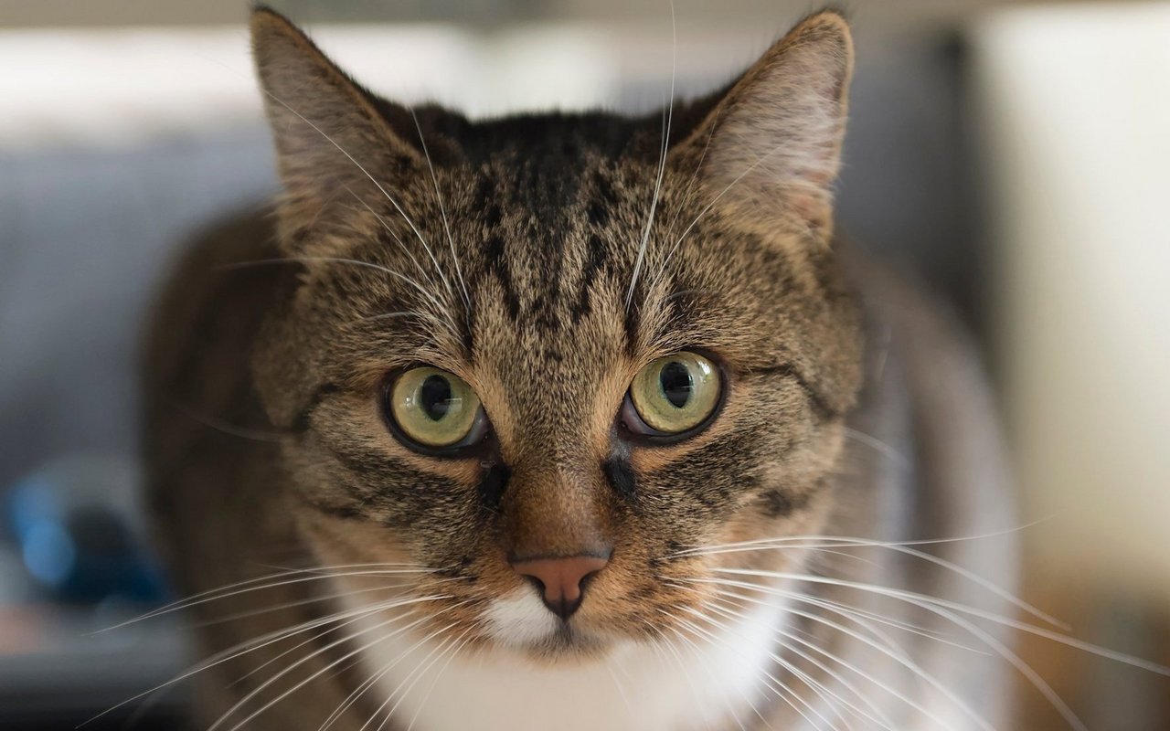 Katzen leben seit geraumer Zeit mit dem Menschen zusammen, haben aber viele ihrer wilden Verhaltensweisen behalten. 