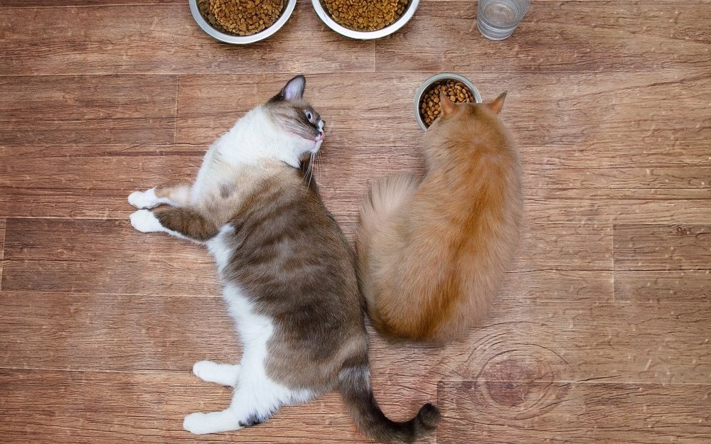 Wann ist viel zu viel? Viele Tiere nehmen mehr Kalorien zu sich, als sie je abbauen können.