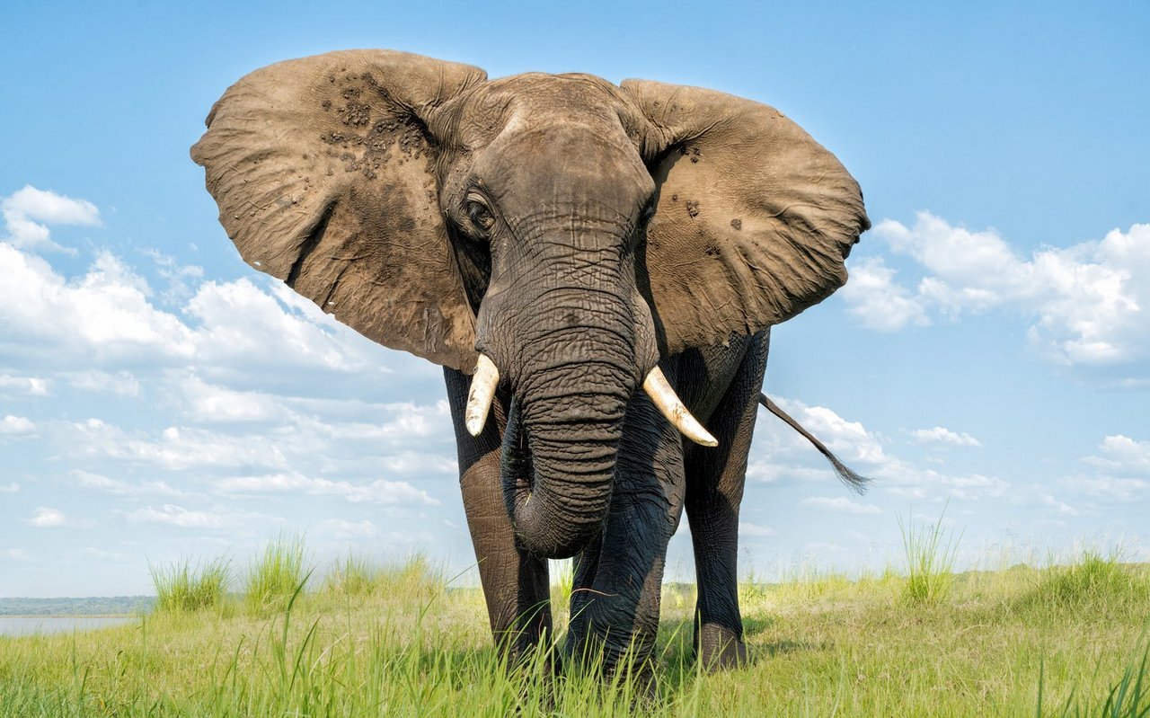 Grössere hat keiner: Der Afrikanische Elefant ist nicht nur das grösste Tier an Land, sondern hat auch in Sachen Ohren die Nase vorn.