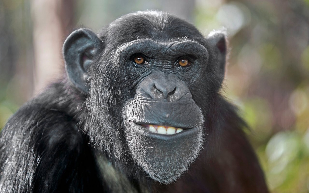 Tiere sind schlauer, als man denkt - und oft Teil von seltsamen Forschungsprojekten.