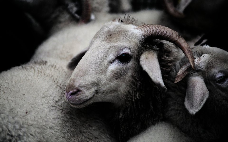 ProSpecieRara will die genetische und kulturhistorische Vielfalt von seltenen Nutztierrassen – hier das Bündner Oberländer Schaf – bewahren.