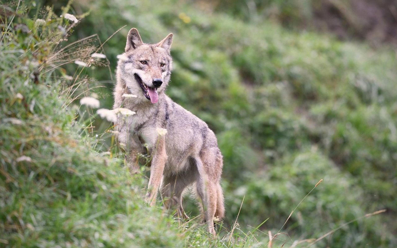 Laut der Stiftung KORA streifen derzeit 35 Wolfsrudel durch die Schweiz – rund 300 Tiere, was manchen zu viel ist.