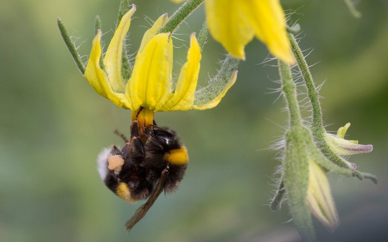 Eine Hummel bestäubt eine Tomatenblüte durch Buzzbestäubung. Dabei bringt sie die Blüte mit Vibration zum Schwingen, um den Pollen zu lösen – eine Technik, die besonders bei Tomaten nötig und effektiv ist.