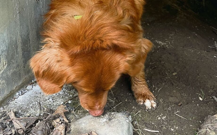 Unter einer Brücke hat Artenspürhund Kjell Losung eines Fischotters gefunden.
