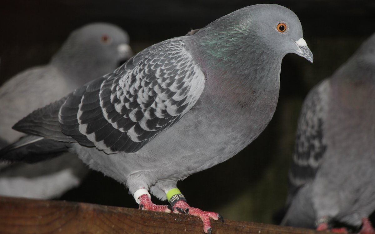 Die Berner Stadttauben sind gesund, denn sie haben Schläge zur Verfügung und werden regelmässig kontrolliert. 