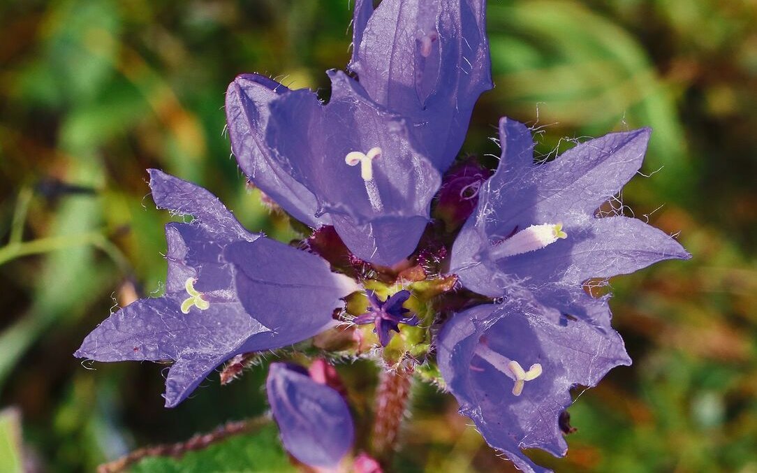 Die Borstige Glockenblume hat nur noch wenige Standorte und wird teilweise von Goldruten überwuchert.