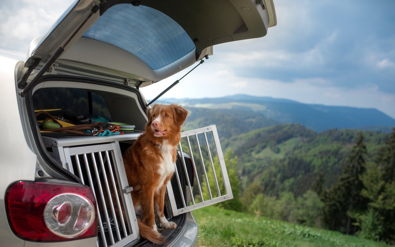 Wirklich sicher für Mensch und Tier sind nur die Metallboxen. Sie schneiden im Test mit vier bzw. fünf von fünf Sternen ab.