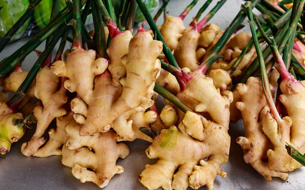 Frische Ingwerpflanzen. 