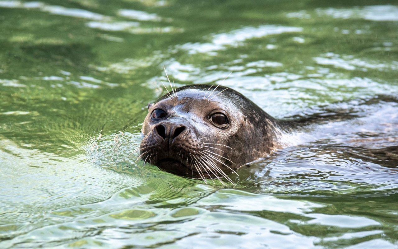 Seehund Saluk wurde 10 Jahre alt.