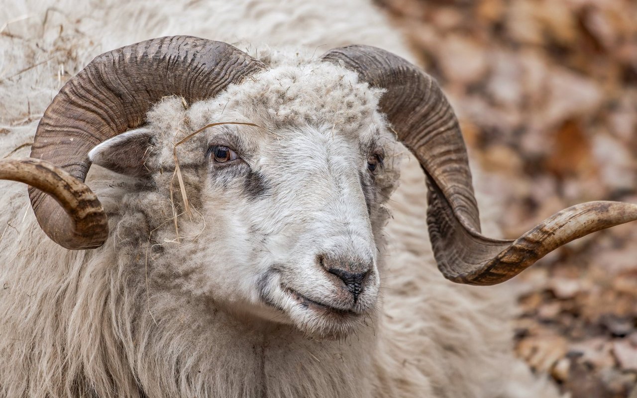 Bei ihrer Gründung 1982 machte sich Pro Specie Rara auf die Suche nach gefährdeten Nutztierrassen und Kulturpflanzen in der ganzen Schweiz. Auf dem Bild ein Skudde.