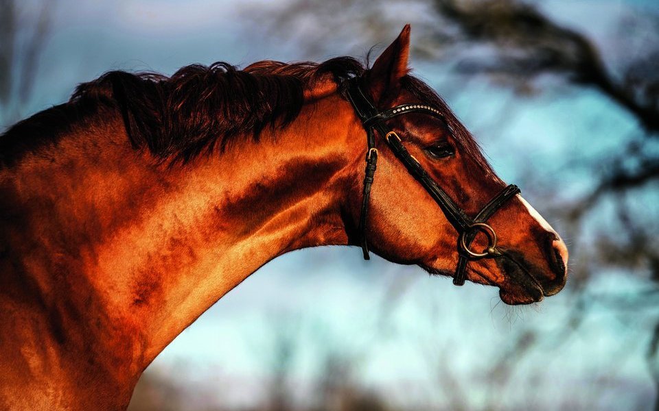 Nur die Grösse macht den Unterschied. Vom Ausdruck und Aussehen her sind die Sportponys Pferden zum Verwechseln ähnlich.Wie der hübsche Fuchshengst Calvin.  