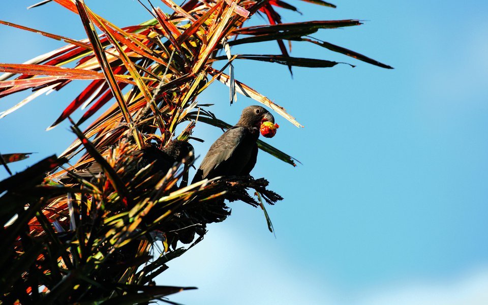 Nicht alle Papageien sind bunt. Grosse Vasapapageien in Madagaskar sind schwarz gefärbt wie Krähen. 