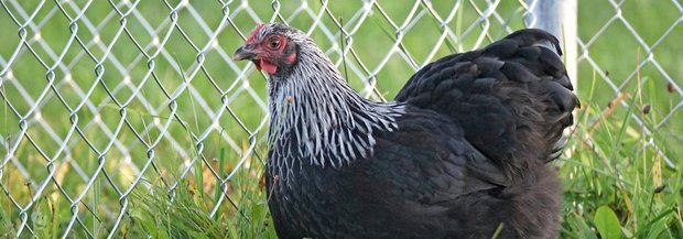 Zwerg-Orpington-Henne