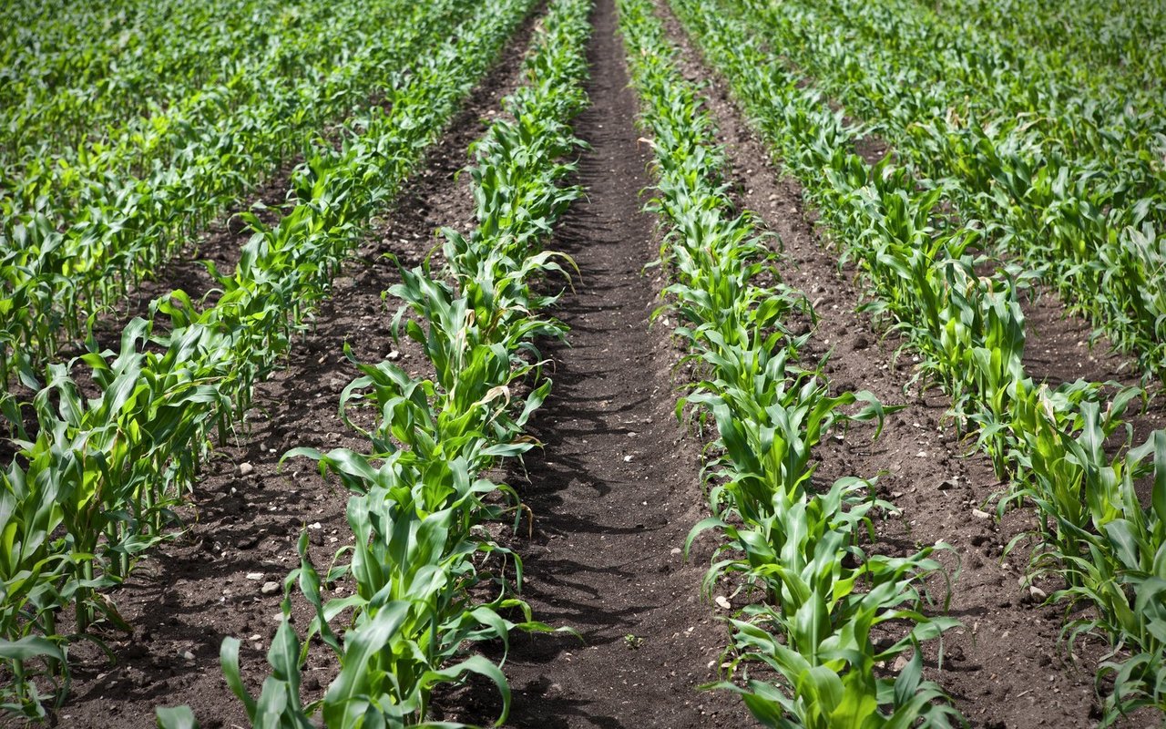 Auch Mais hätte gemäss der Erweiterung des Einsatzbereichs mit dem Pestizid Tefluthrin gebeizt werden sollen.