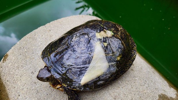 Nicht selten müssen die Hubers abgegebene Schildkrötenzuerst verarzten lassen.