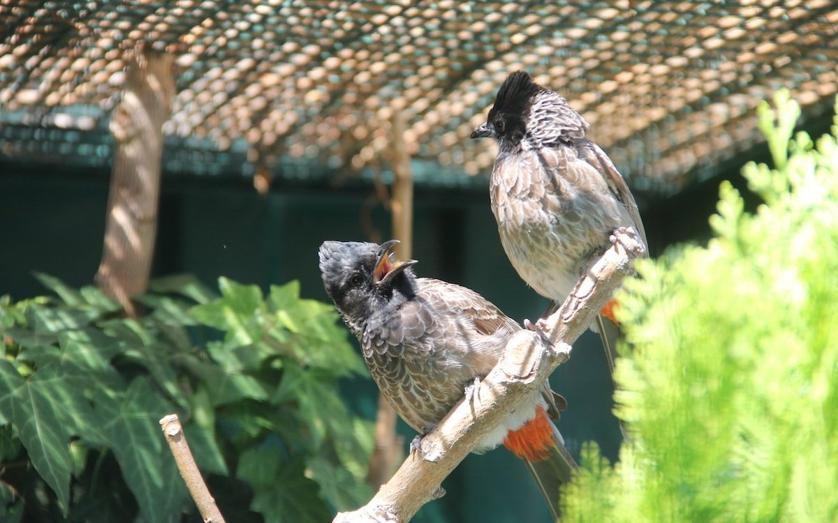 Russbülbüls aus Asien. 