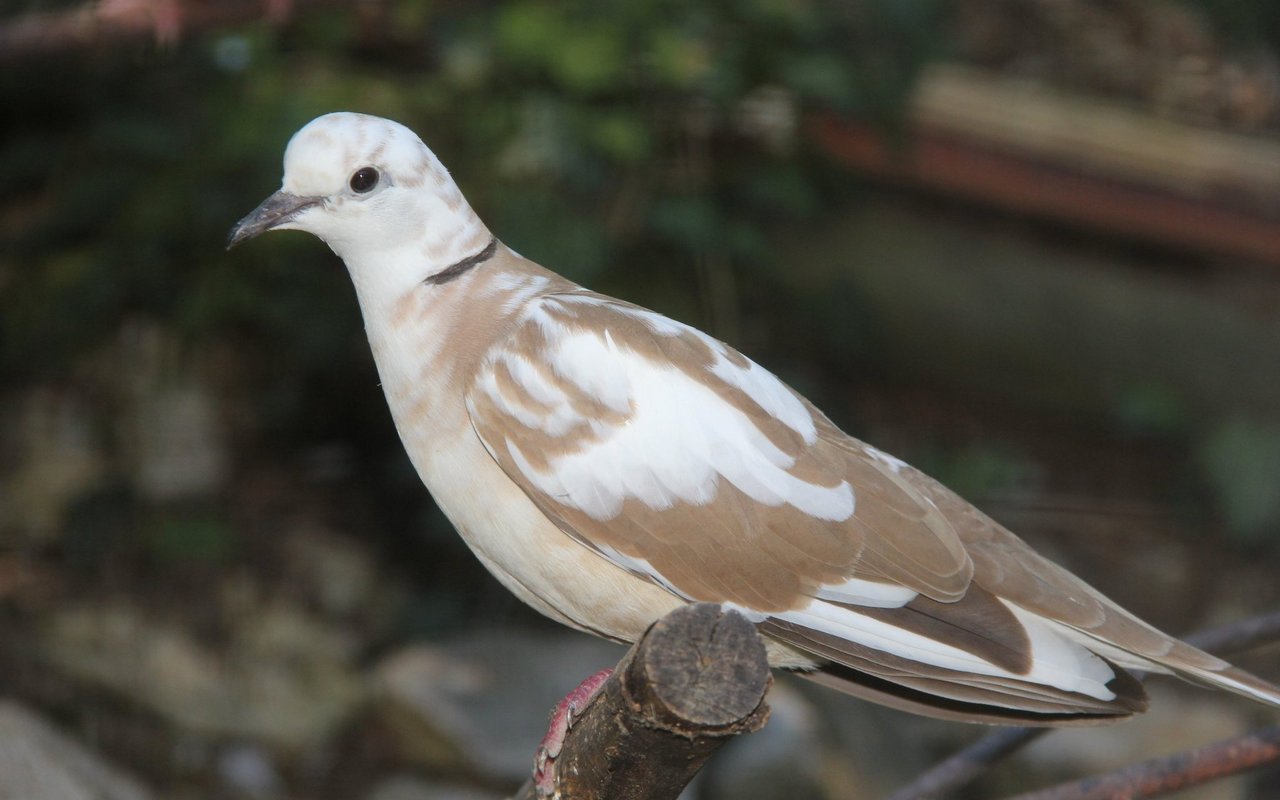 Lachtauben werden in verschiedenen Farbvarianten gezüchtet. 