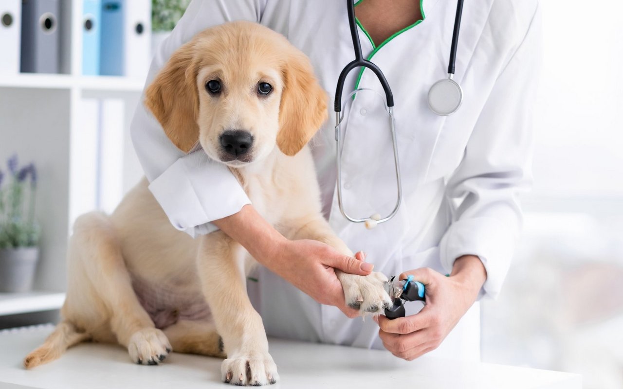 Hier finden Sie Fragen und Antwort zu Tierarztfragen.