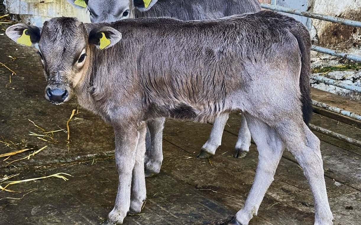 Sandra Henzer hält im Emmental Dahomey-Zwergrinder, die kleinste Rinderrasse der Welt, und setzt sich mit ihrem Verein für deren Schutz und Nutzung im Naturschutz ein.