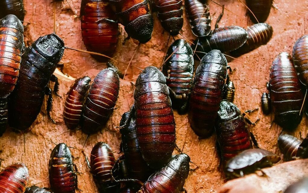 Madagaskar-Fauchschaben werden nicht nur von Liebhabern in Terrarien gehalten, sondern auch in der Forschung eingesetzt.